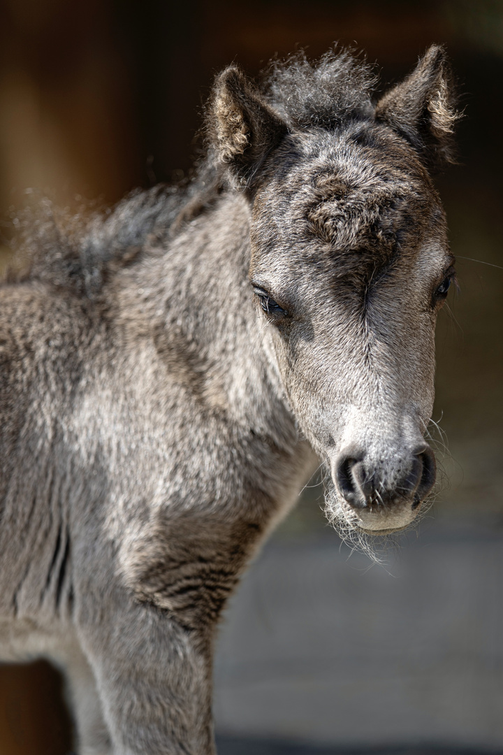 Shetlandpony Fohlen