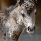 Shetlandpony Fohlen