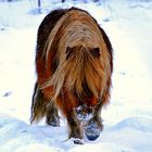 Shetlandpony im Schnee