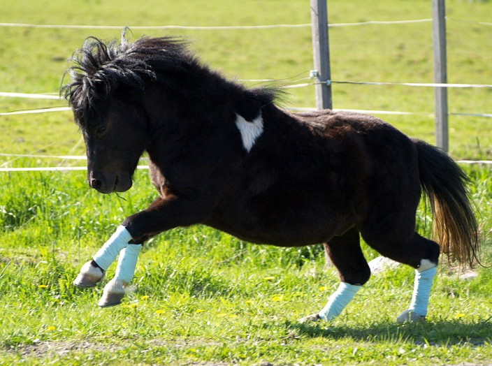 Shetlandpony 'Midnight Summer'