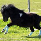 Shetlandpony 'Midnight Summer'