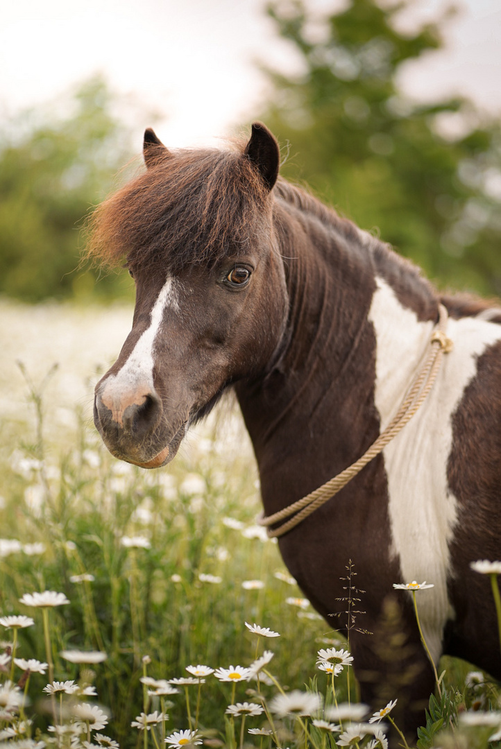 shetlandpony portrait 