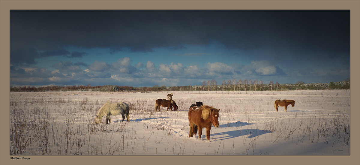 ShetlandPonys