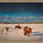 ShetlandPonys