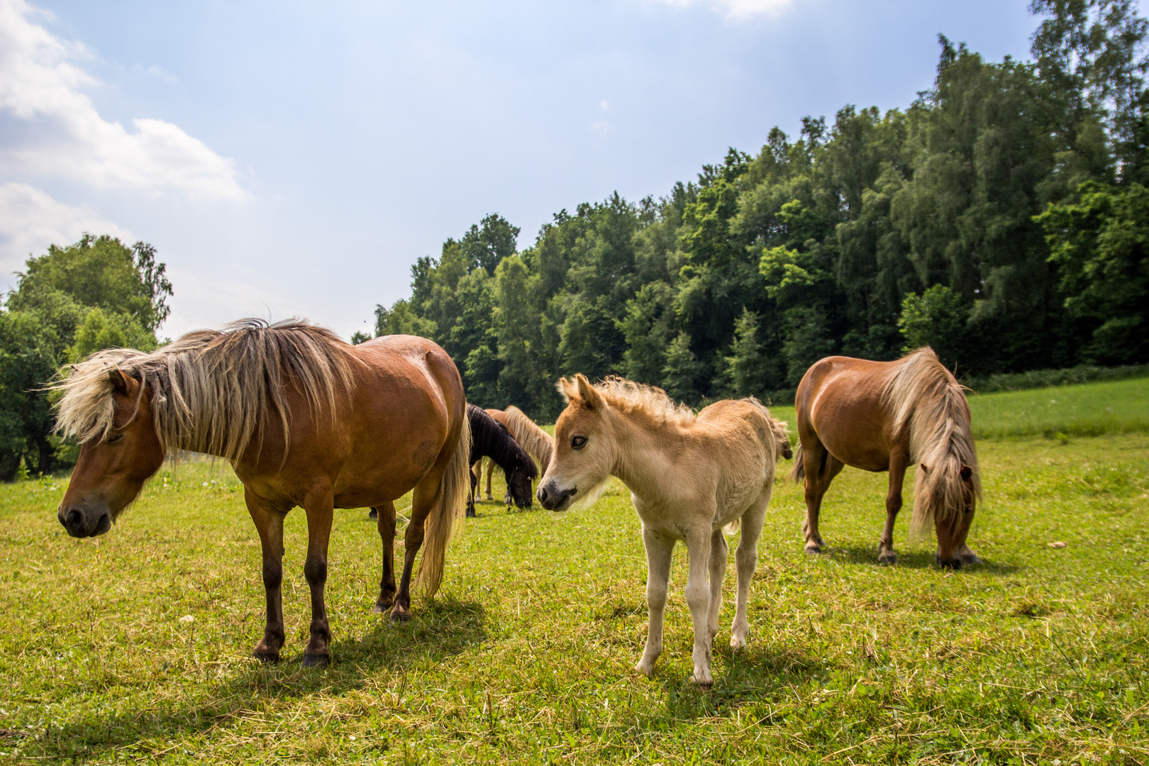 Shetlandponys