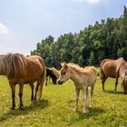 Shetlandponys