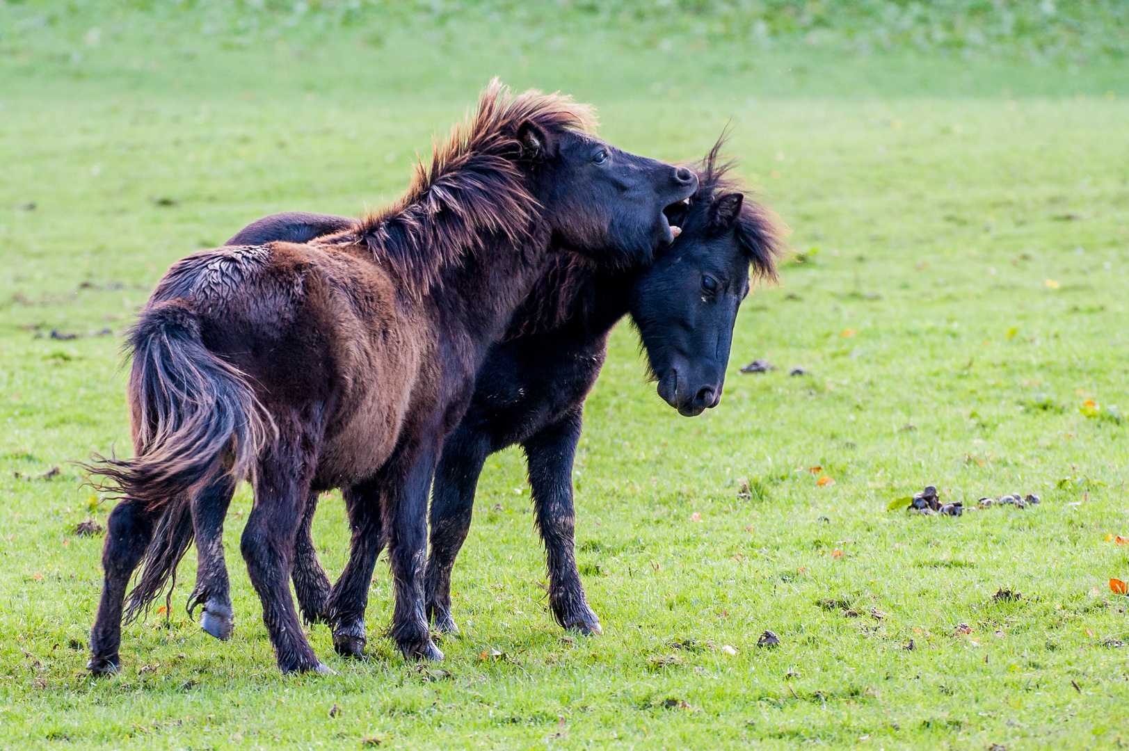 Shetlandponys im Streit