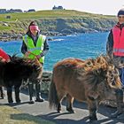 Shetlandponys - werden geliebt von den Mädchen