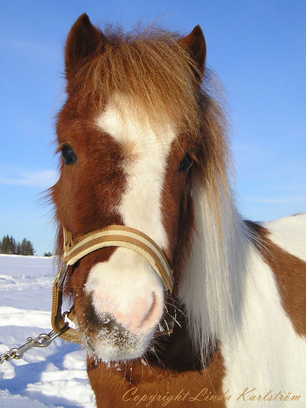 Shetlandspony