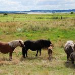 Shetlandsponys von der ansessigen Styterie