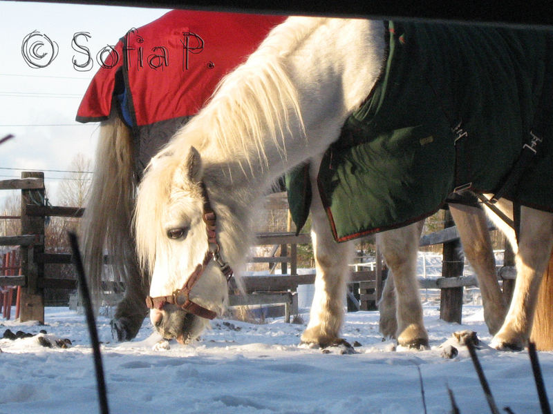 Shetlanpony Ville.