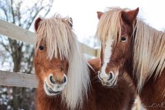 Shetties.