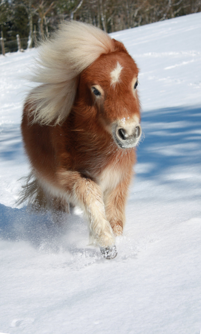 Shetty Foto & Bild | tiere, haustiere, pferde, esel, maultiere Bilder