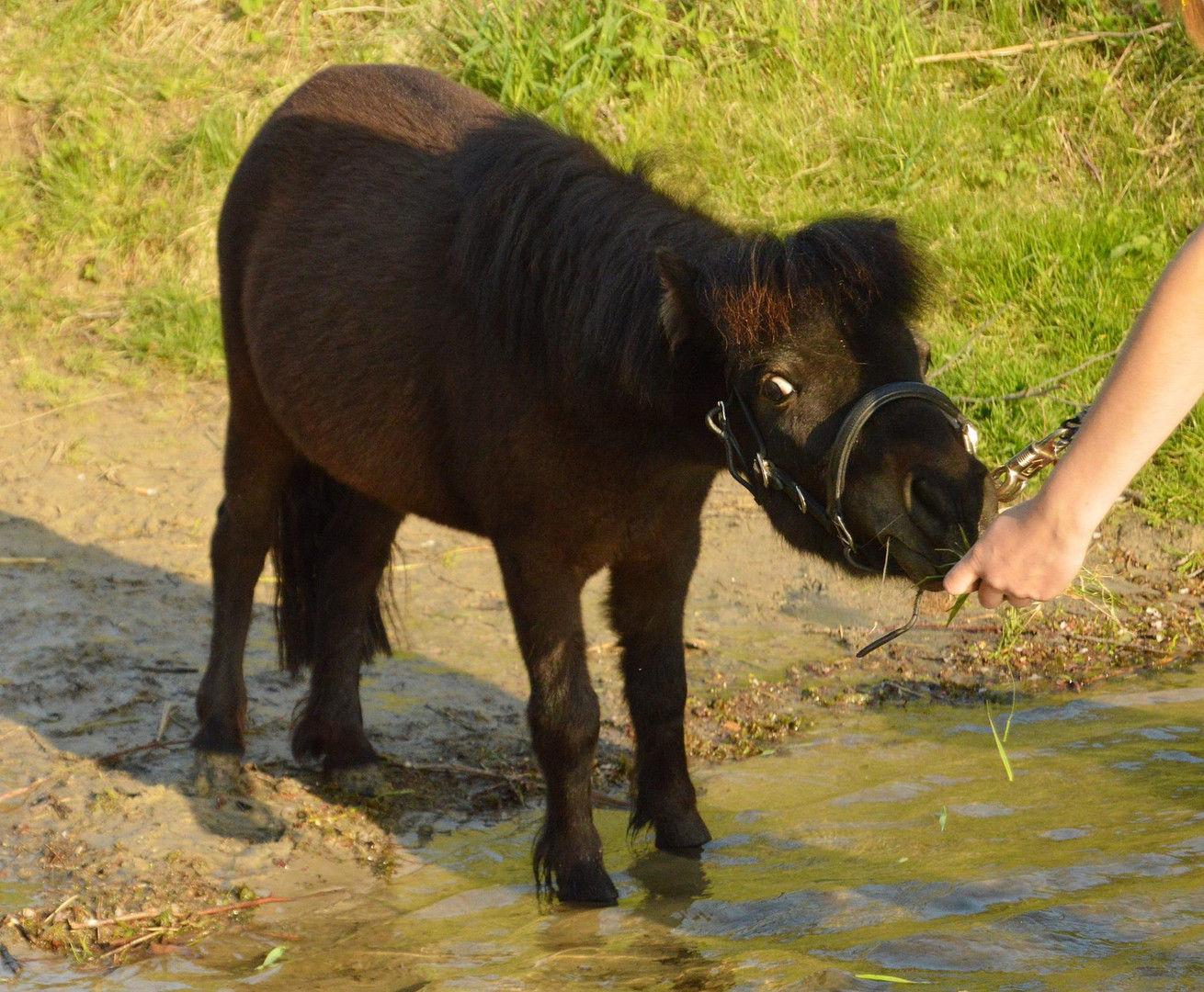 Shetty am Wasser