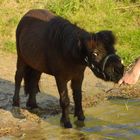 Shetty am Wasser