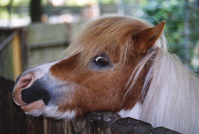 Shetty aus Münster