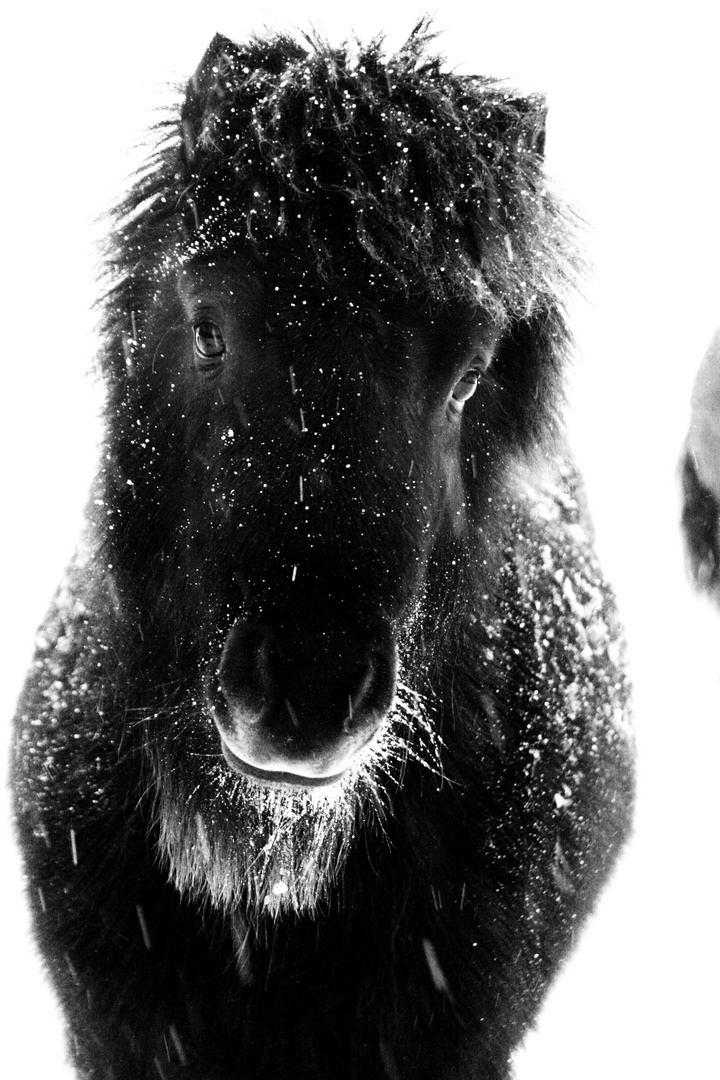 Shetty Foto & Bild | tiere, haustiere, jahreszeiten Bilder auf