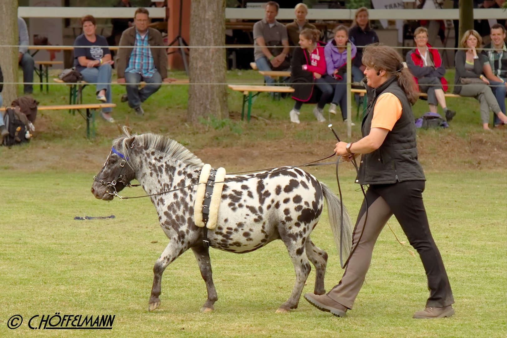 Shetty Dressur Presentation