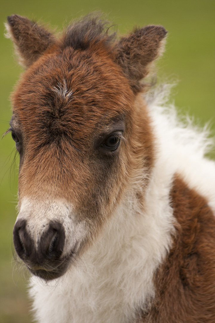 Shetty Fohlen Foto & Bild | tiere, haustiere, pferde, esel, maultiere