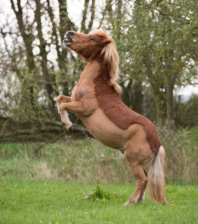 Shetty ganz groß