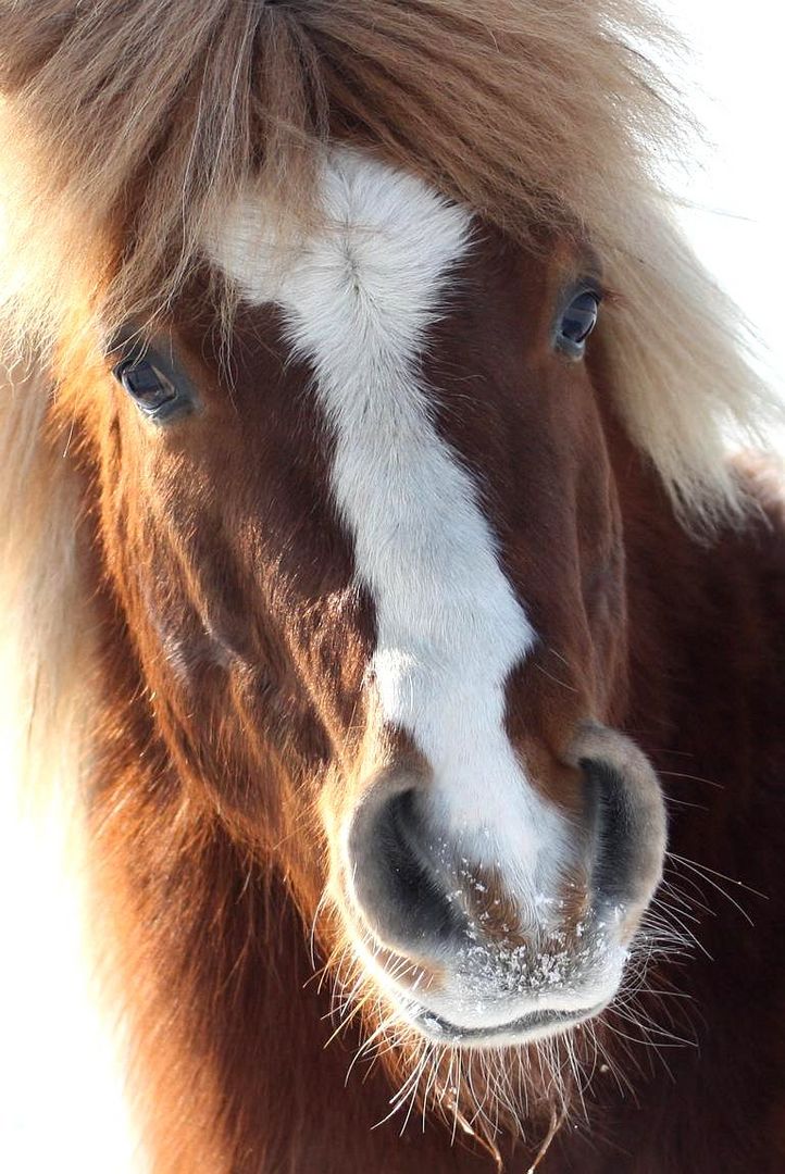 Shetty-Portrait Foto & Bild | tiere, haustiere, pferde, esel, maultiere