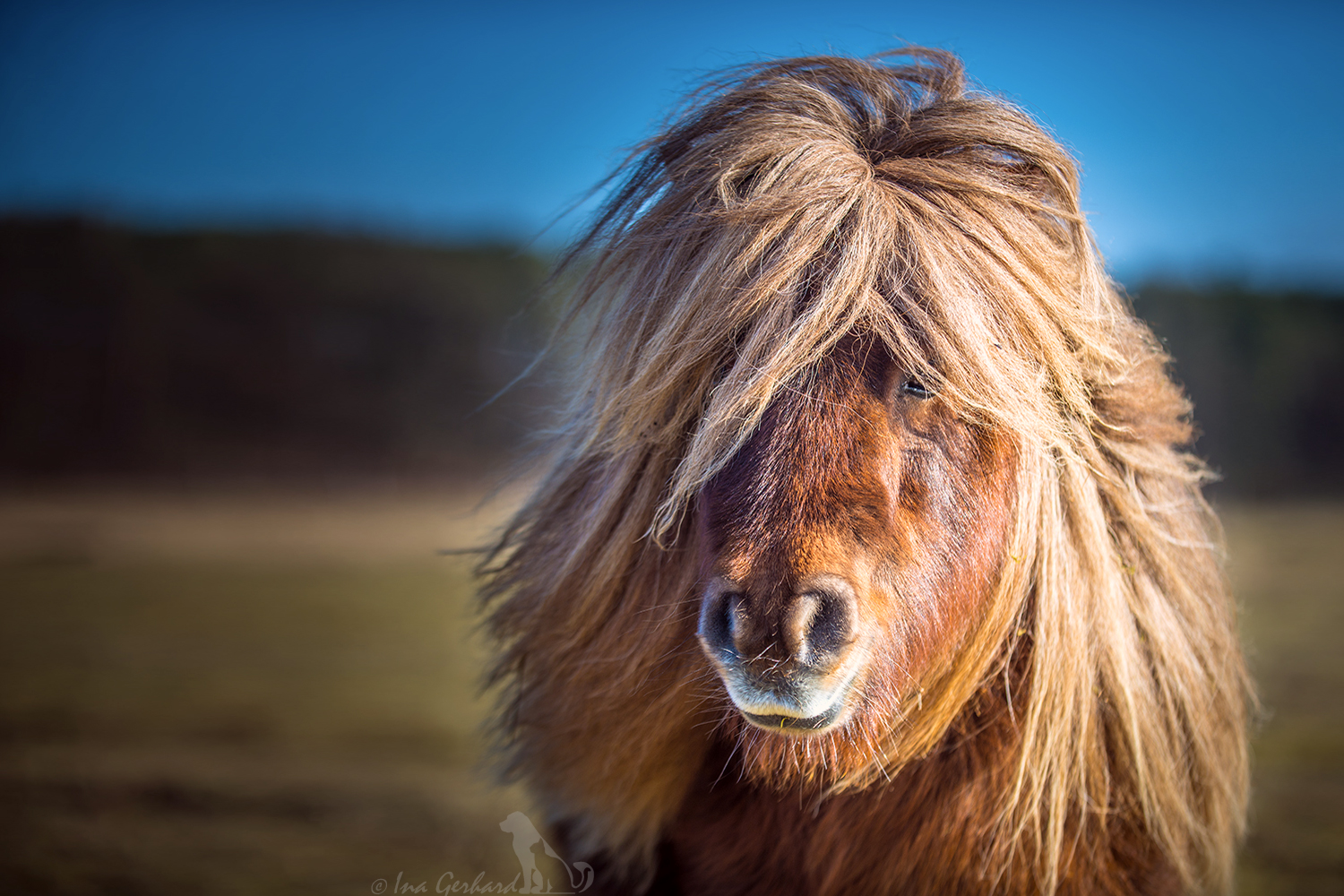 Shetty vom Winde verweht