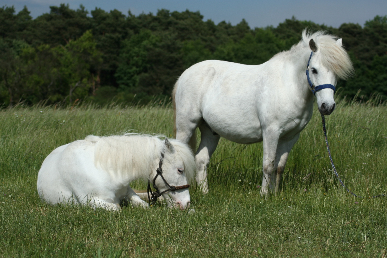 Shettys unter sich Foto & Bild tiere, haustiere, pferde, esel