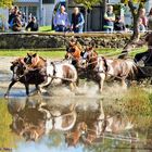 Shettys  Vier Spänner   in Olven Vinnum