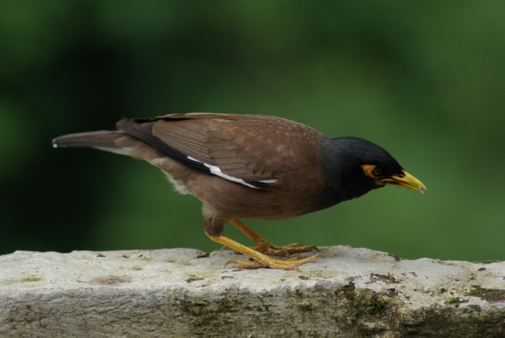 Sheyari (Common myna)!