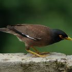 Sheyari (Common myna)!