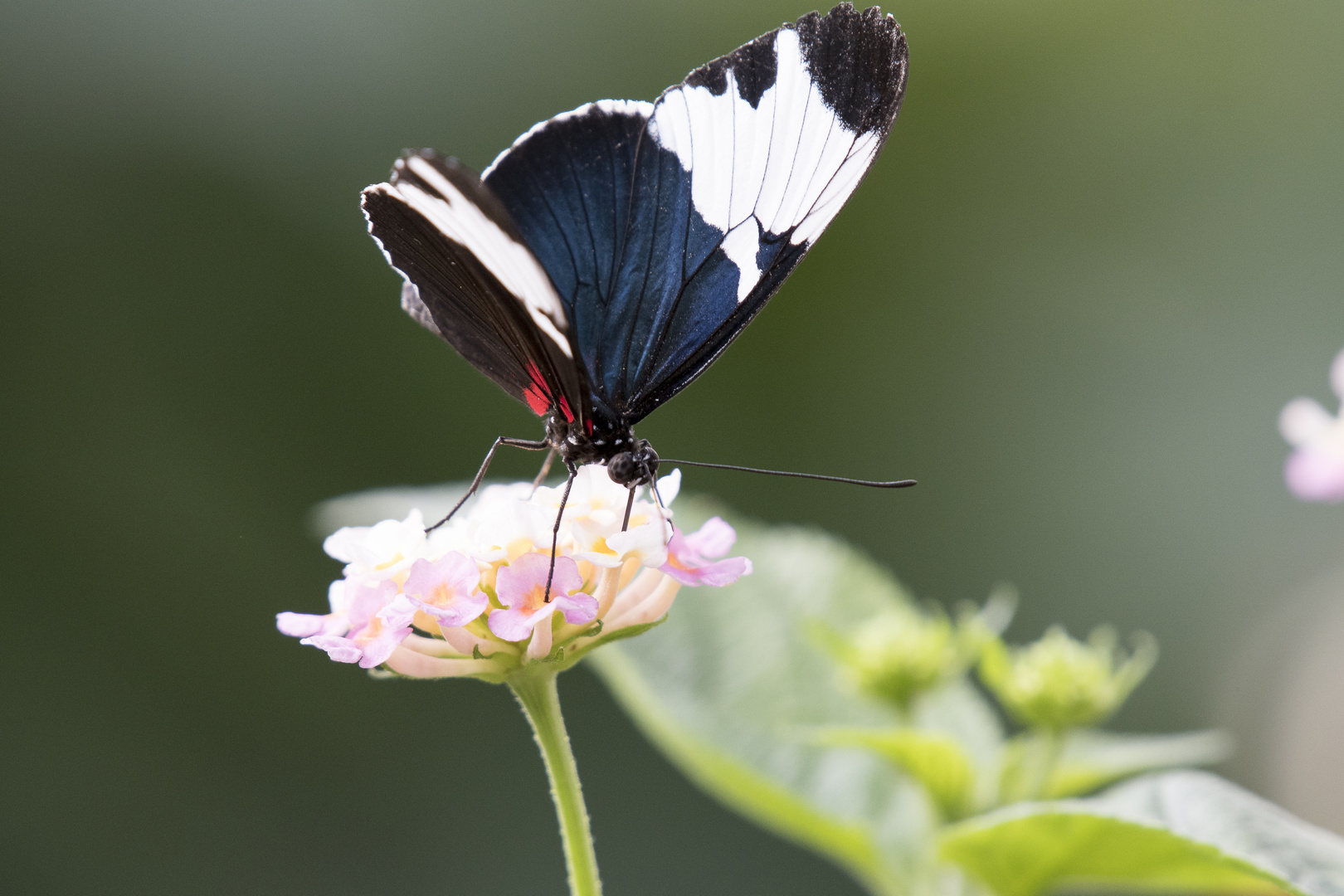 Shhmetterling blau schwarz
