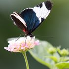 Shhmetterling blau schwarz