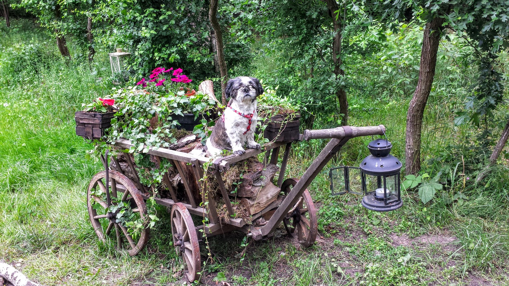 Shi Tzu posing