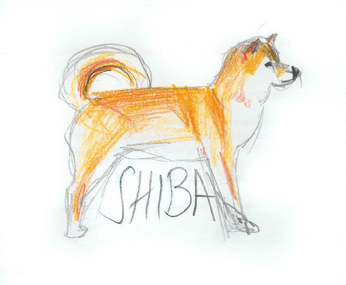 Shiba