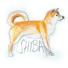 Shiba