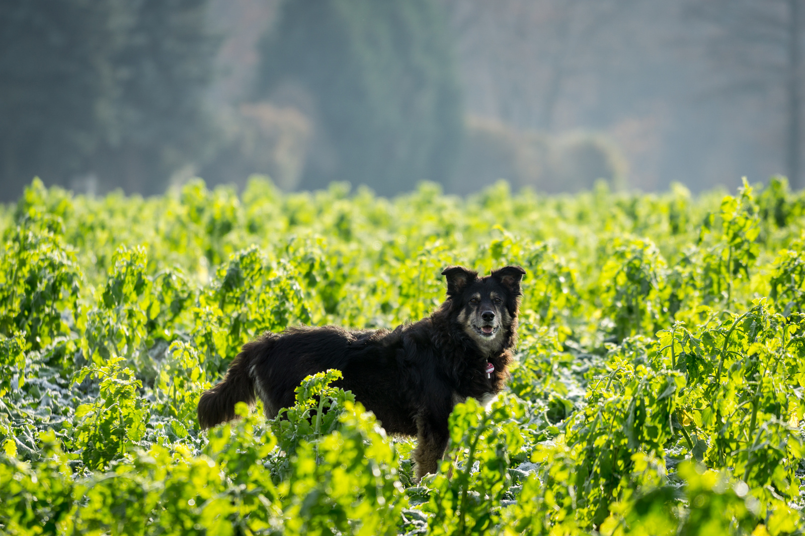 Shiba im Felde!