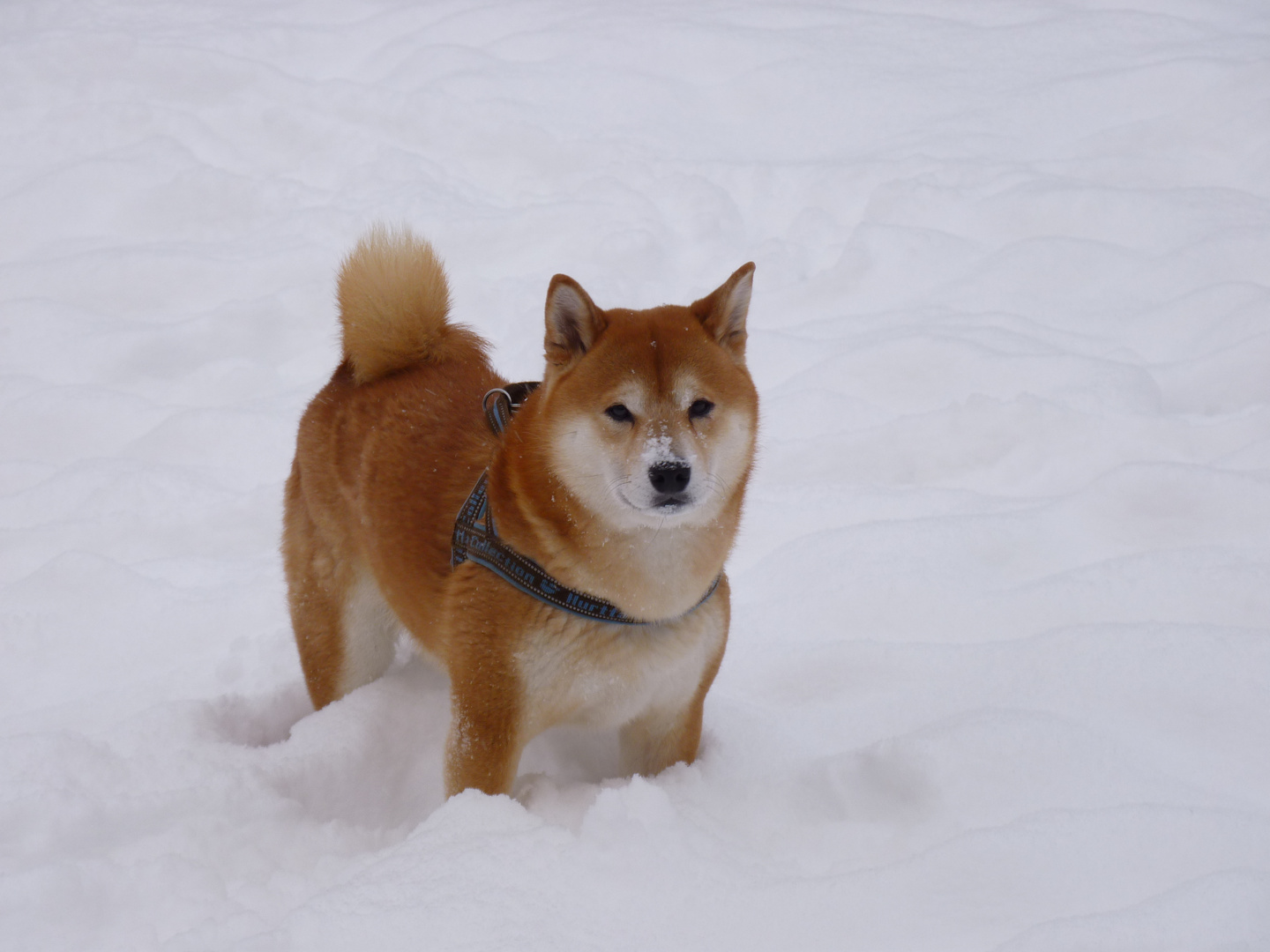 Shiba im Schnee