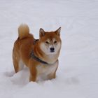 Shiba im Schnee