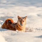 Shiba in the snow