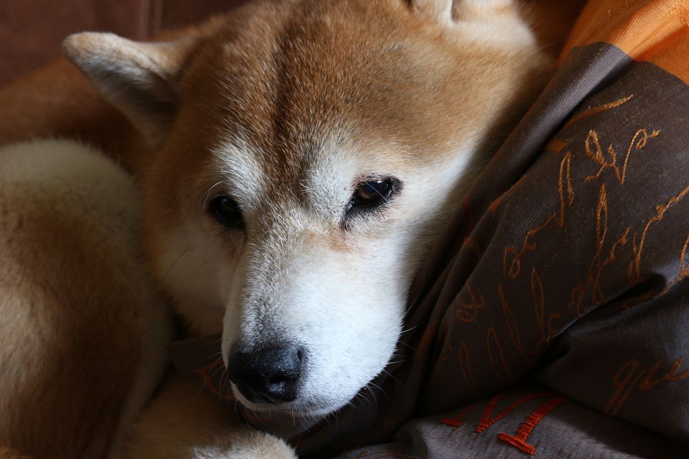 Shiba Inu...