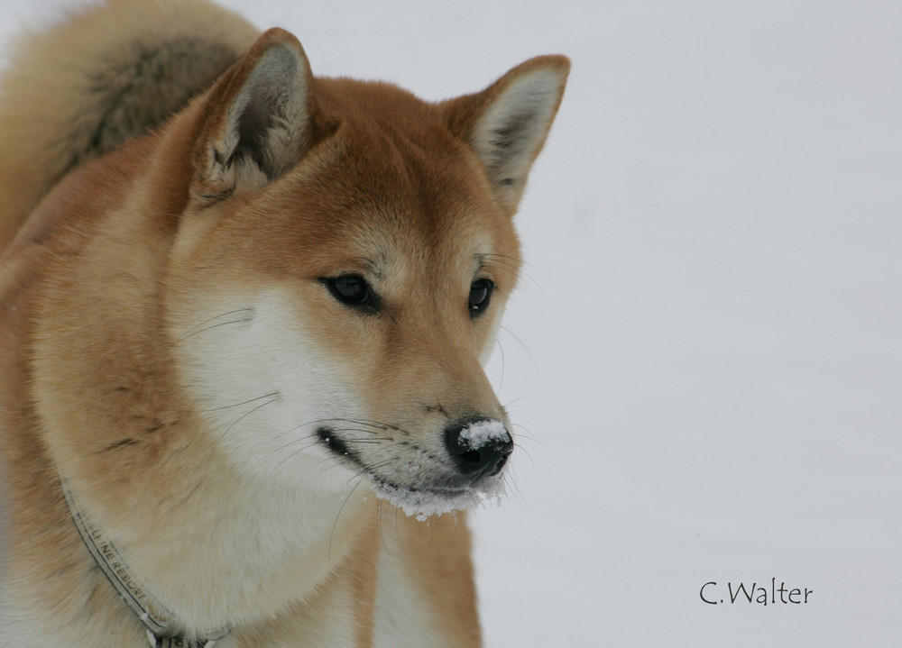 Shiba Inu 2