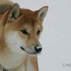 Shiba Inu 2