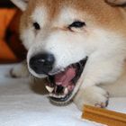 Shiba Inu ...