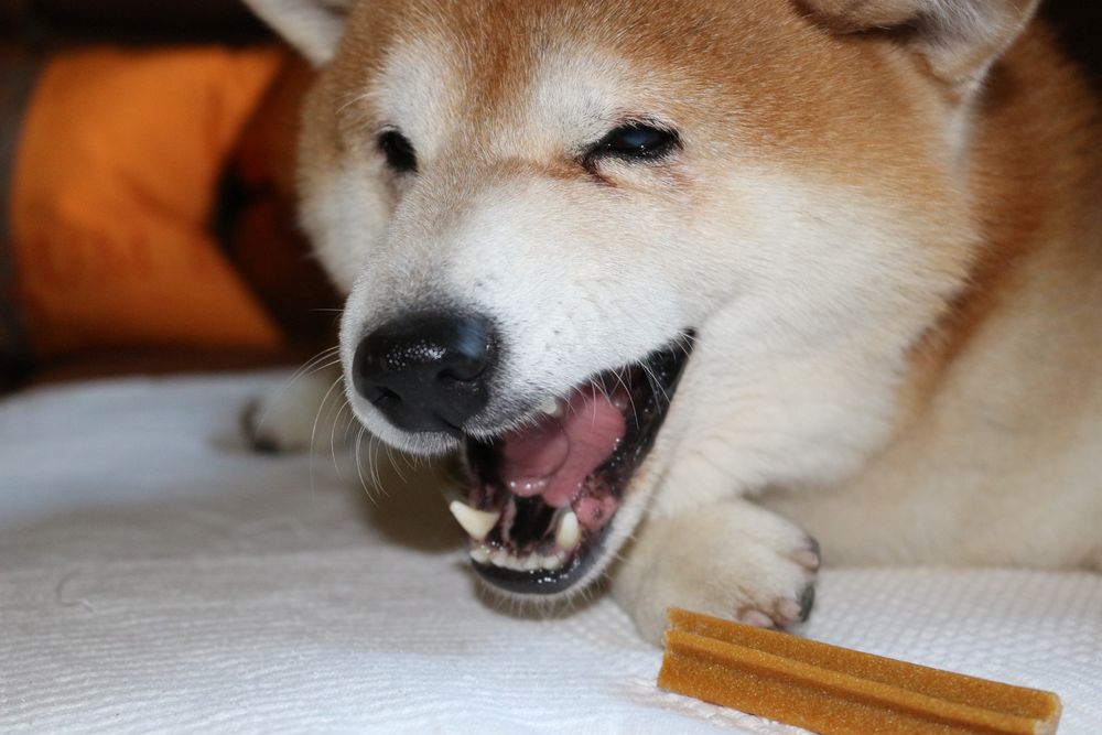 Shiba Inu ...