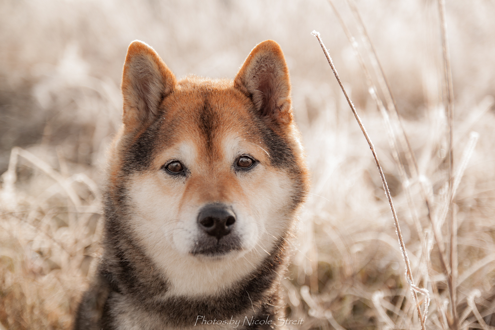 Shiba Inu