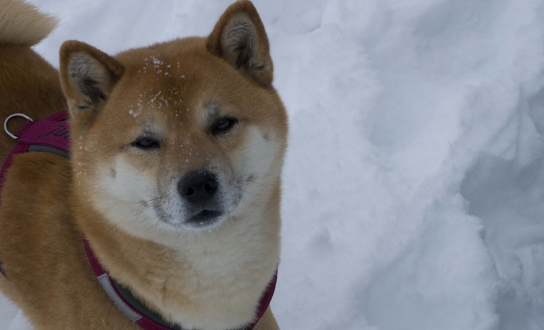 Shiba-Inu