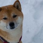 Shiba-Inu