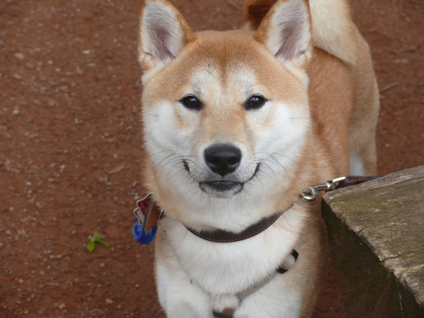 Shiba Inu