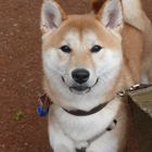 Shiba Inu