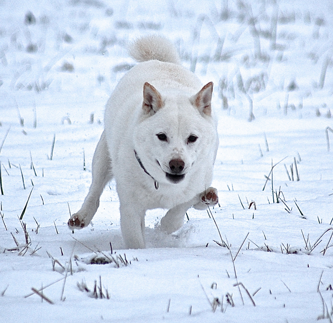 Shiba Inu